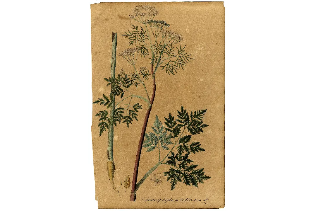 Planche botanique ancienne du cerfeuil tubéreux, au feuillage finement découpé