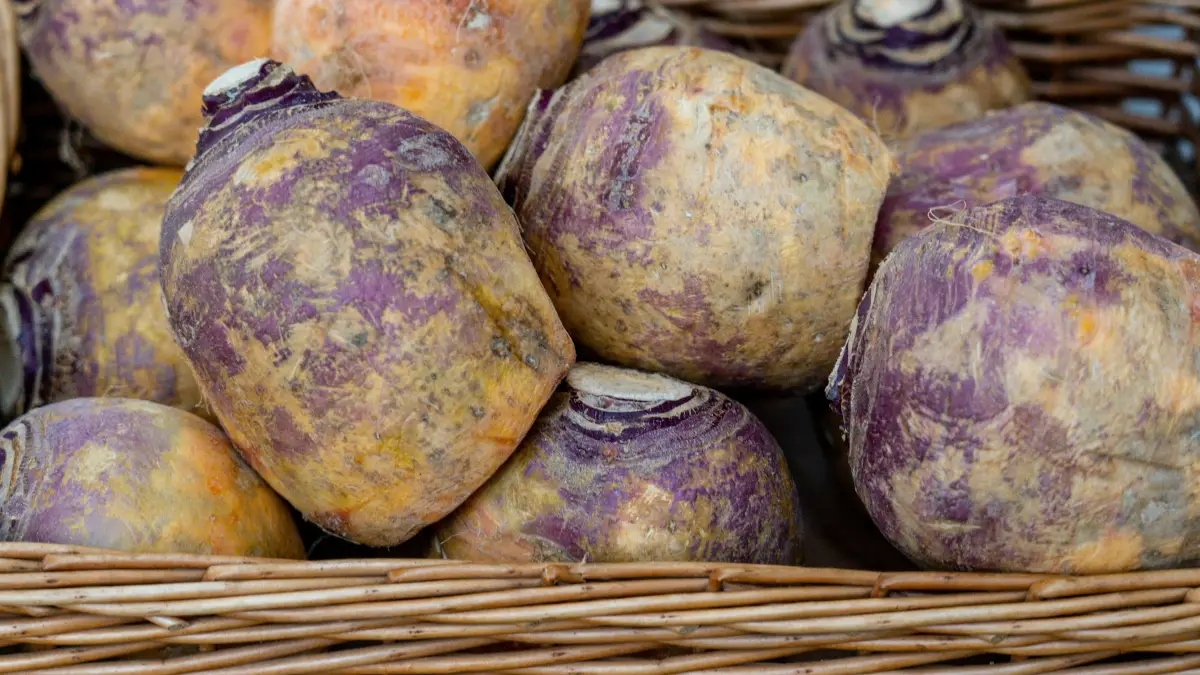 Rutabagas à la peau bicolore beige et violette, légume-racine d'hiver à la chair jaune