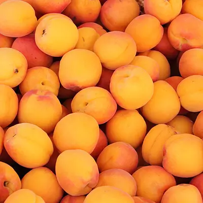 Nombreux abricots frais entiers à peau dorée orangée
