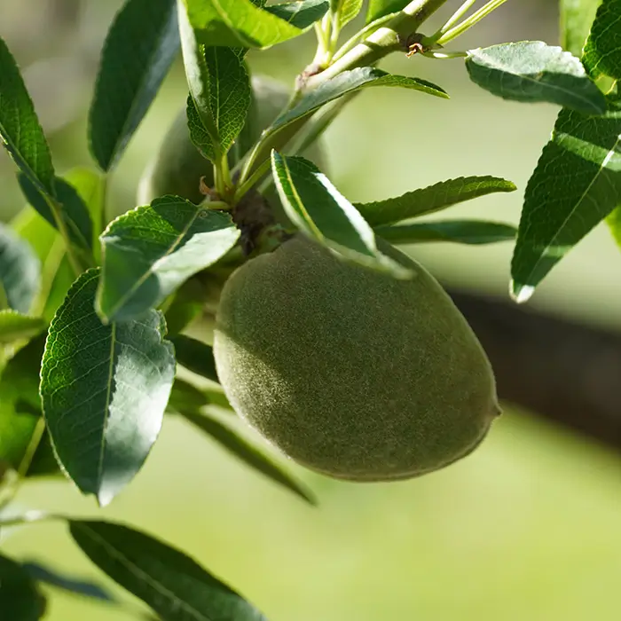 Photo de Amande fraîche