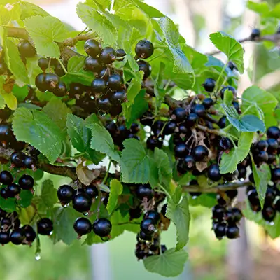 Grappes de cassis noir mûr sur fond neutre