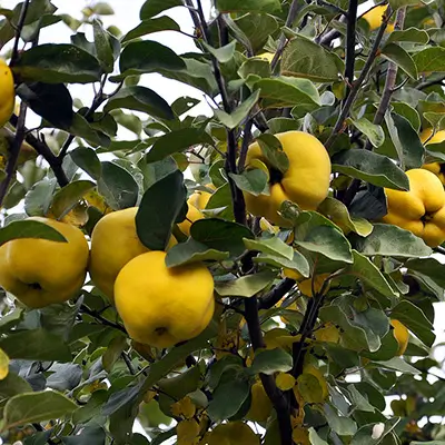 Coings jaunes sur un étal de marché en automne