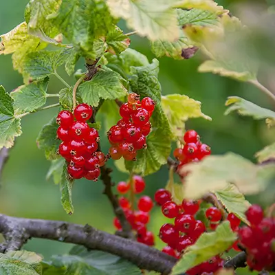 Groseilles rouges en grappes sur fond neutre