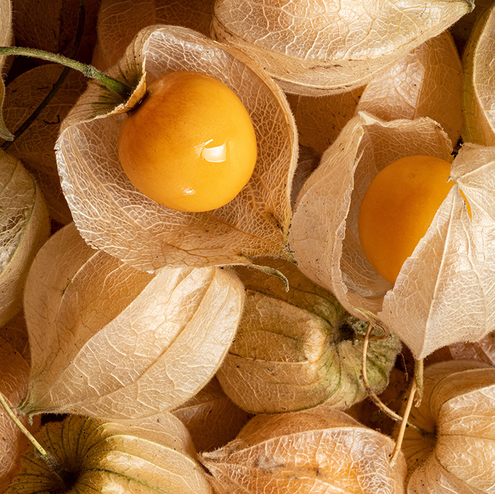 Physalis
