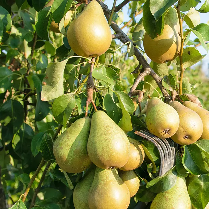 Photo de Poire