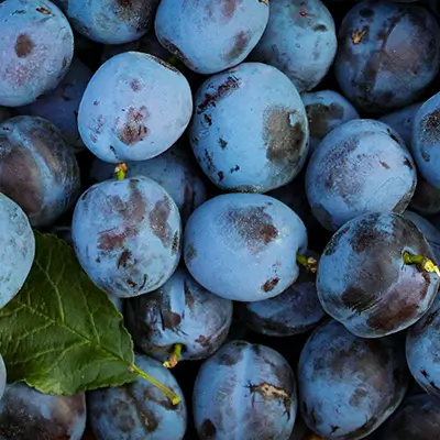 Prunes fraîches de saison sur un étal de marché