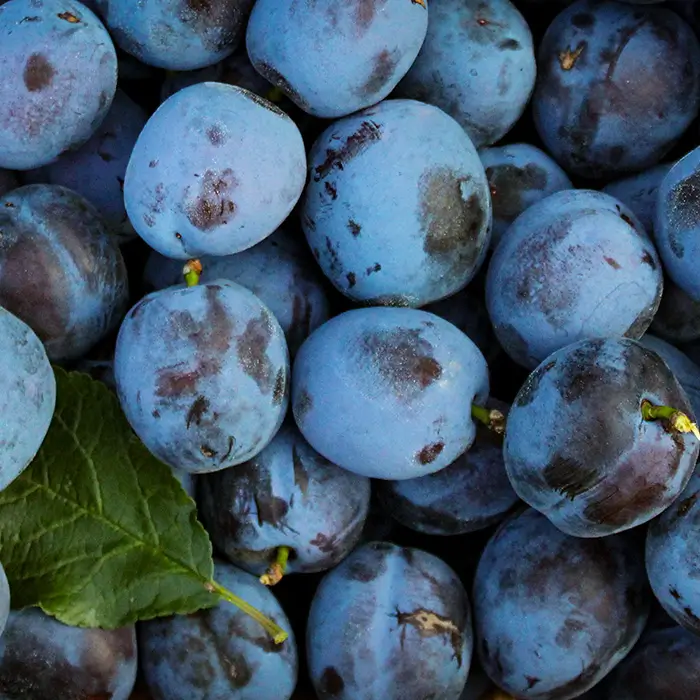 Photo de Prune
