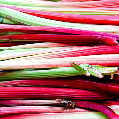 Tiges de rhubarbe fraîches sur un marché de printemps
