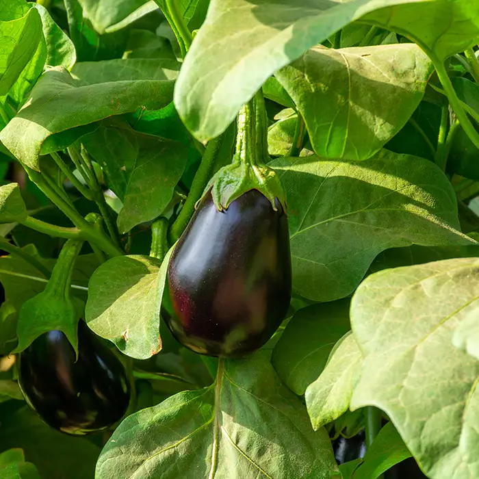Photo de Aubergine