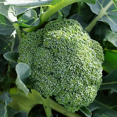 Brocoli frais à tête vert foncé bien compacte
