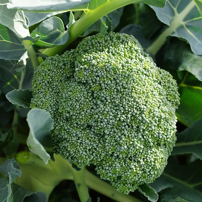 Brocoli frais à tête vert foncé bien compacte