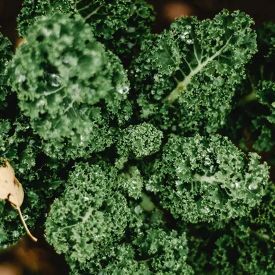 Chou kale frais, feuilles frisées vert sombre