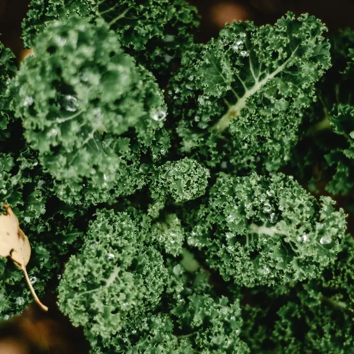 Photo de Chou kale