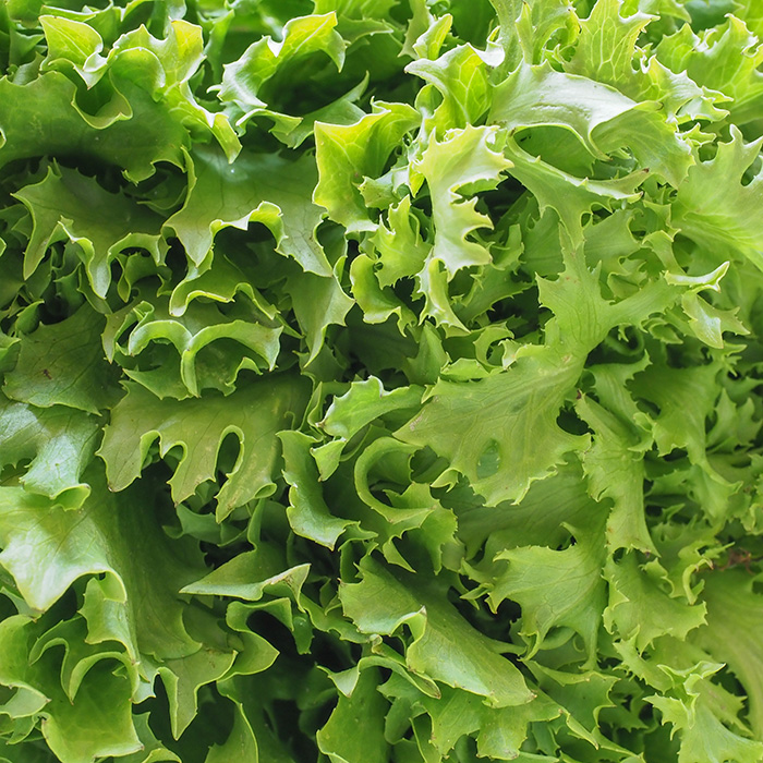 Frisée