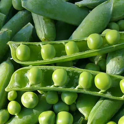 Petits pois frais en cosses sur un fond de marché printanier