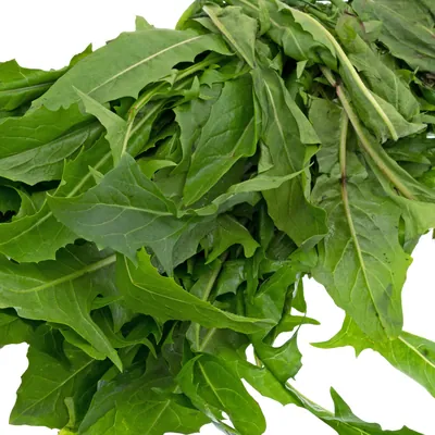 Feuilles de pissenlit fraîches en bouquet, dentées et d'un vert soutenu