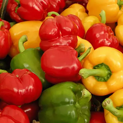 Poivrons rouges, jaunes et verts frais de saison