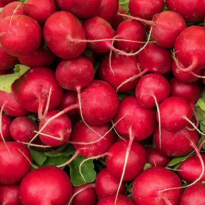 Radis roses frais avec leurs fanes vertes sur fond neutre