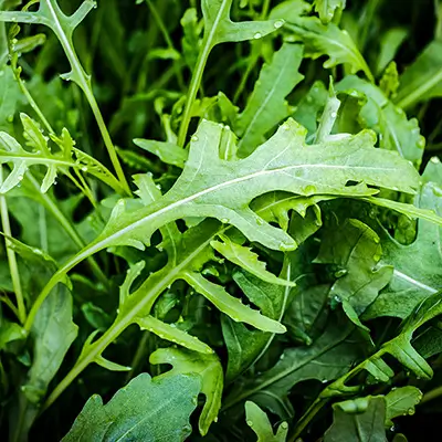 Roquette fraîche en pleine saison, feuilles vert foncé brillantes